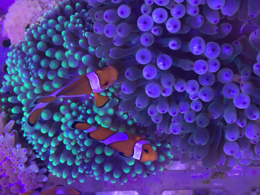 aquarium solutions brisbane, gold coast and sunshine coast | maintenance, custom design, rentals | commercial and residential